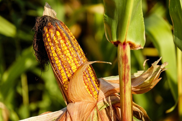 Impact on Food Security: The Food vs. Fuel Dilemma