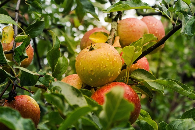 Understanding Apple's Earnings Reports: A Primer
